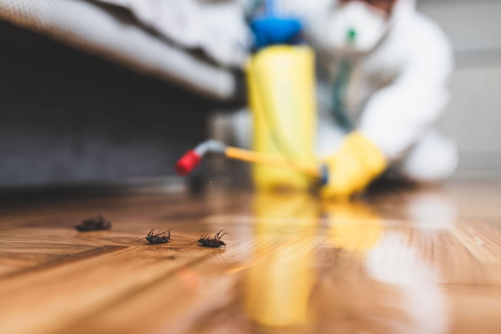 Pest Control Tips to Keep Pests Away This Summer